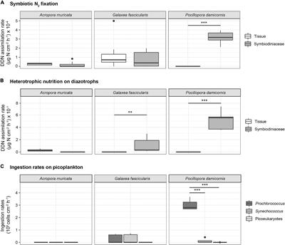 Diazotroph-Derived Nitrogen Assimilation Strategies Differ by Scleractinian Coral Species